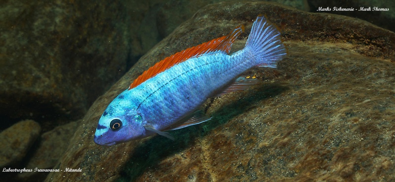 Labeotropheus trewavasae 'Mitande Reef (Rocks)'